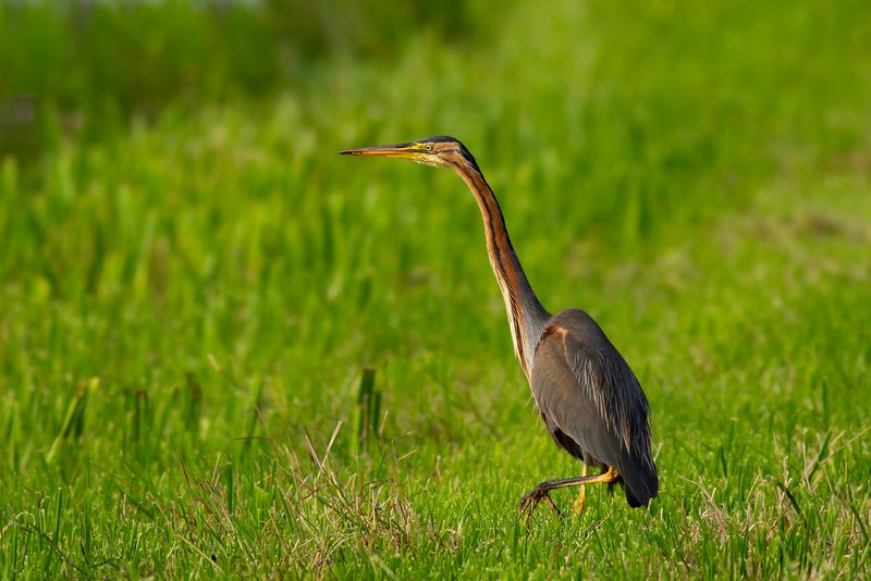 Purperreiger / Purple Heron