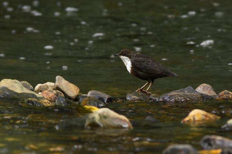 Roodbuikwaterspreeuw / Red-bellied Dipper