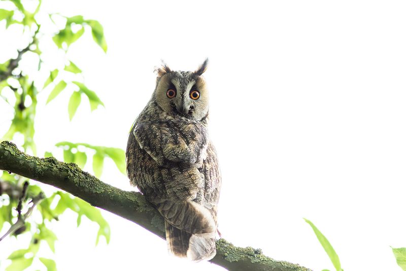 Long-eared Owl / Ransuil