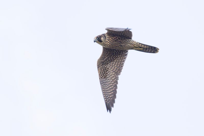 Slechtvalk / Peregrine