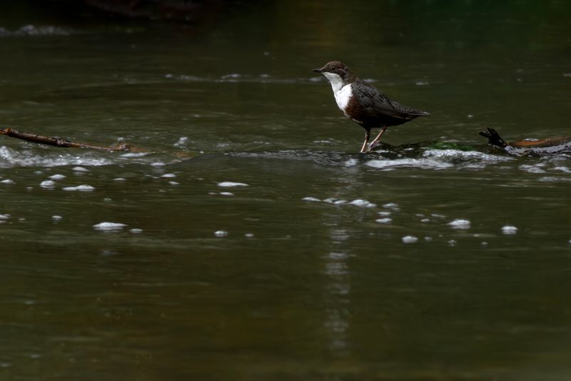 Red-bellied Dipper / Roodbuikwaterspreeuw 