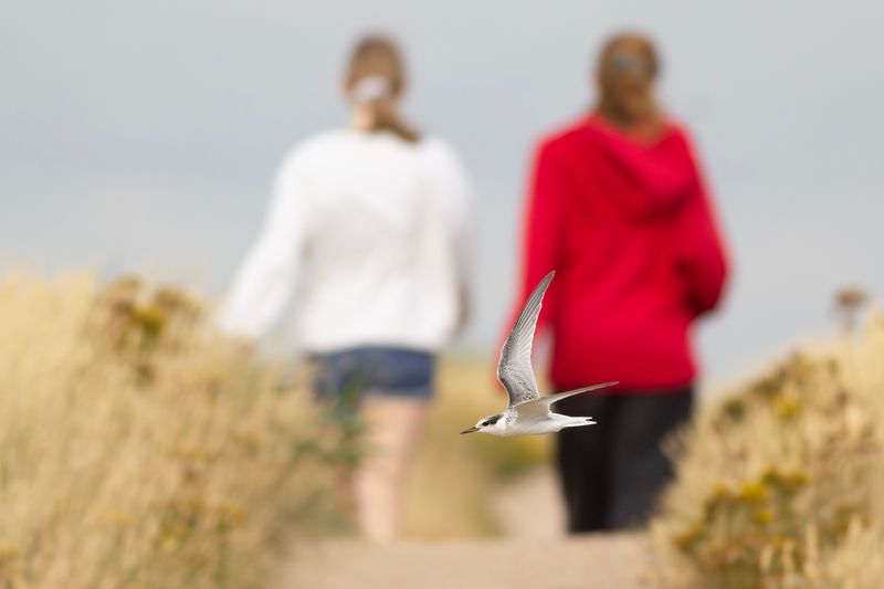 Dwergstern / Little Tern