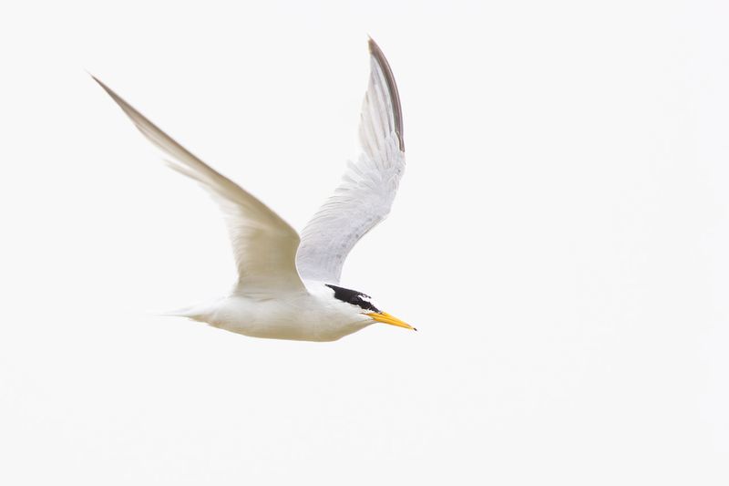 Dwergstern / Little Tern