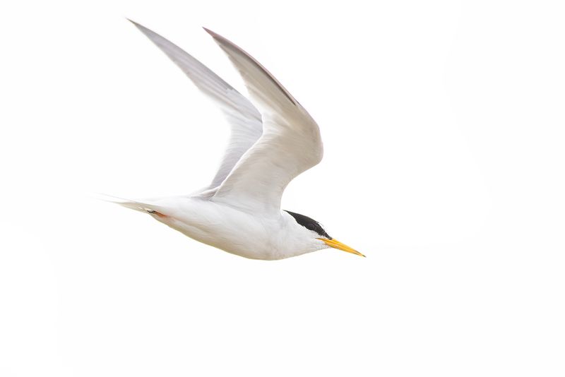 Dwergstern / Little Tern