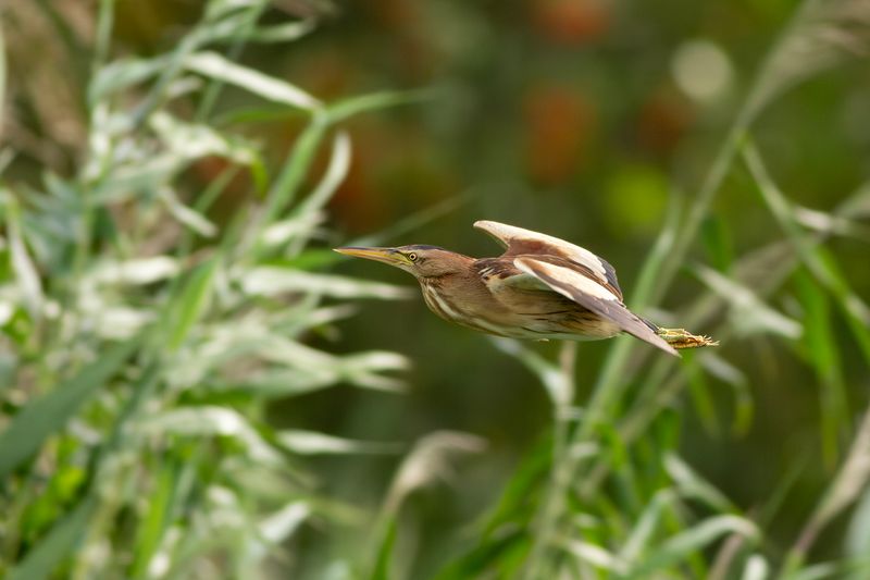 Woudaapje / Little Bittern