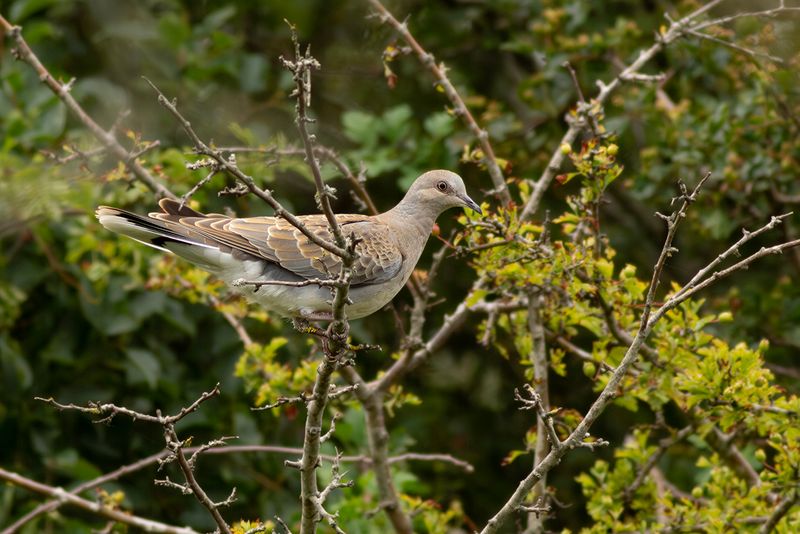Zomertortel / Turtle Dove