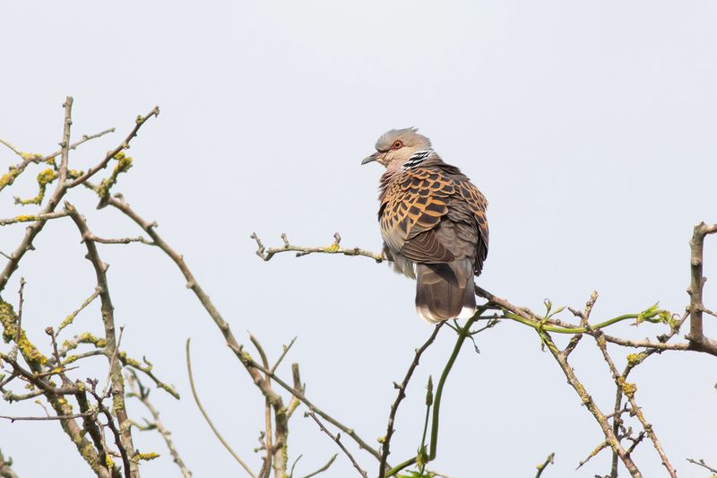 Zomertortel / Turtle Dove
