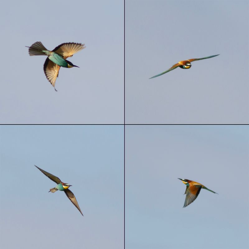 Bijeneter / European Bee-eater