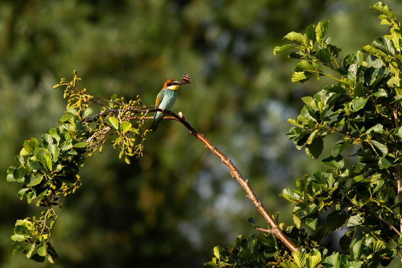 European Bee-eater / Bijeneter