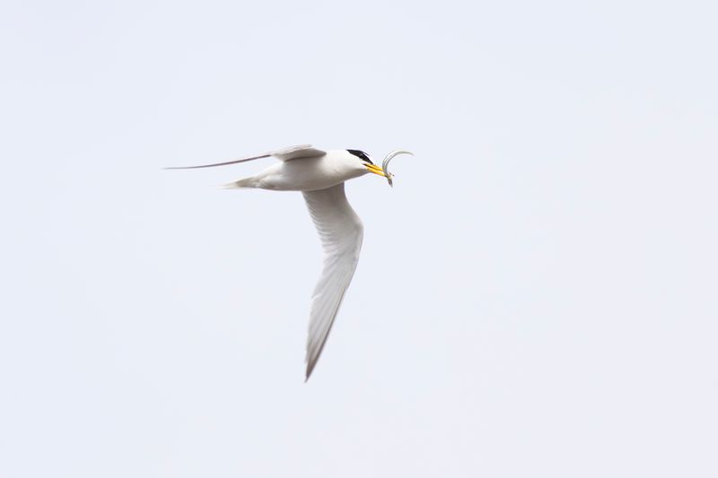 Dwergstern / Little Tern