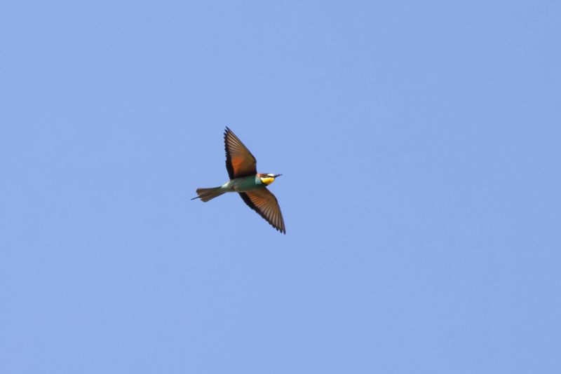 Bijeneter / European Bee-eater