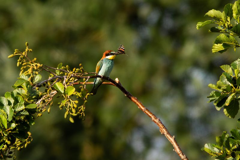 European Bee-eater / Bijeneter
