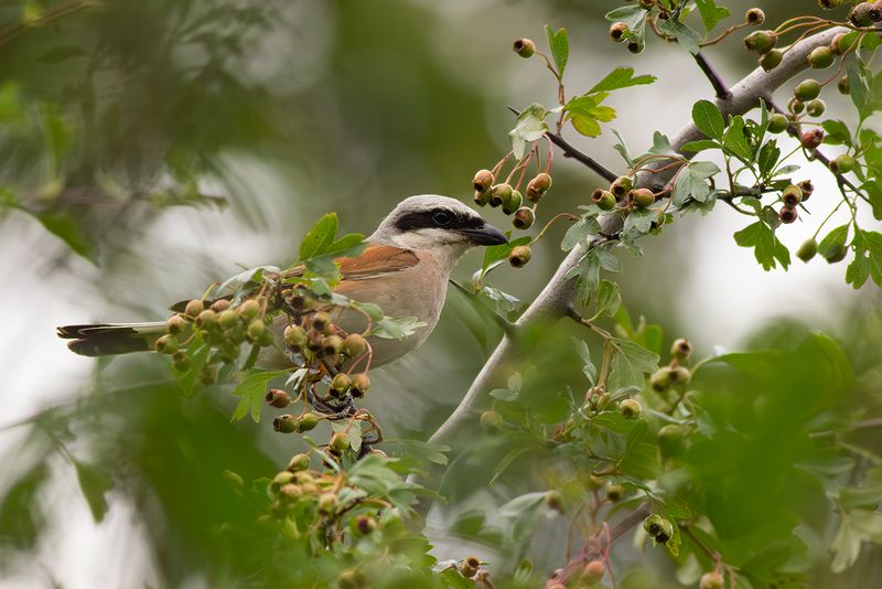 Grauwe Klauwier / Red-backed Shrike