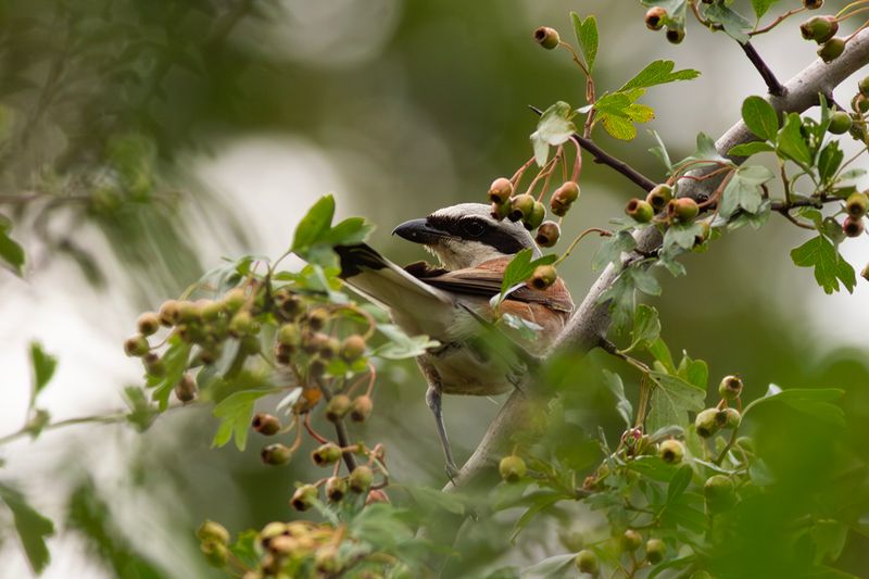 Grauwe Klauwier / Red-backed Shrike