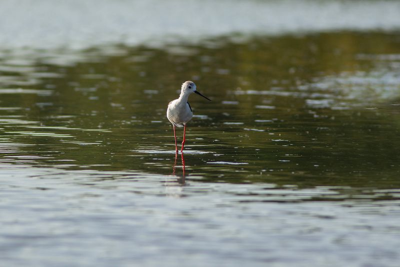 Black-winged Stilt / Steltkluut