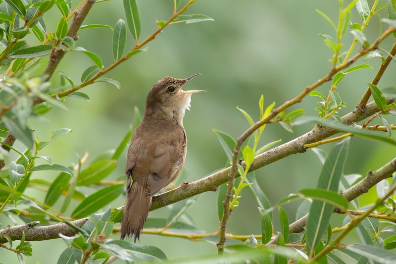 Snor / Savi's Warbler