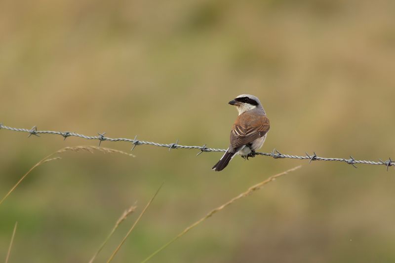 Grauwe Klauwier / Red-backed Shrike