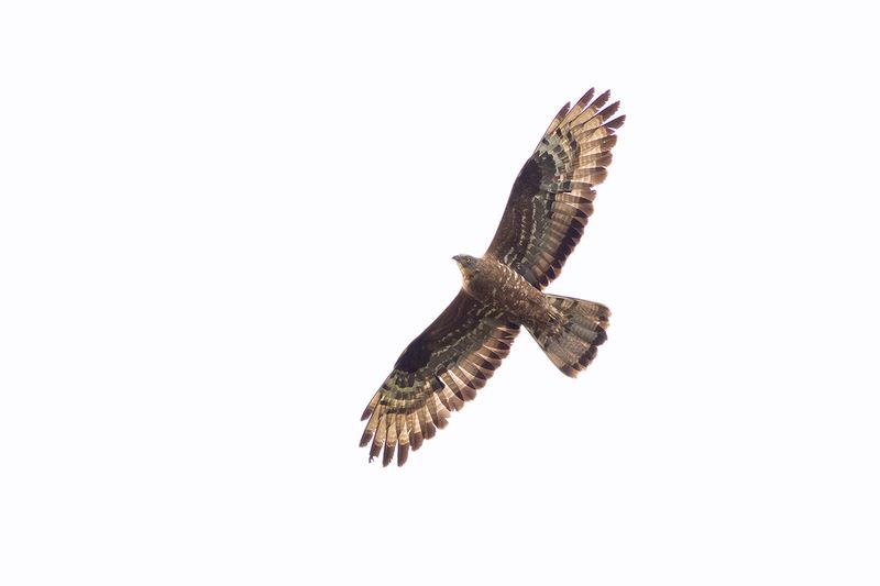 Wespendief / Honey Buzzard