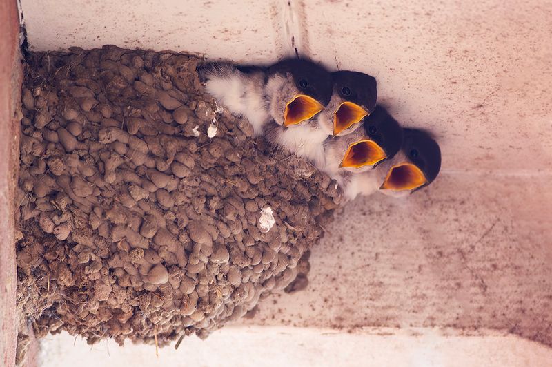 Huiszwaluwen / House Martins