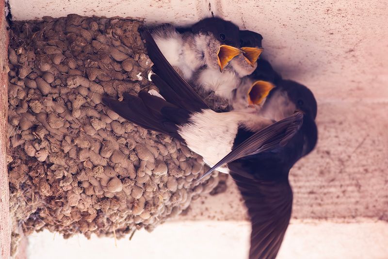 Huiszwaluw / House Martin