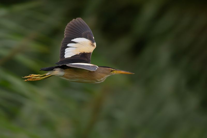 Woudaapje / Little Bittern
