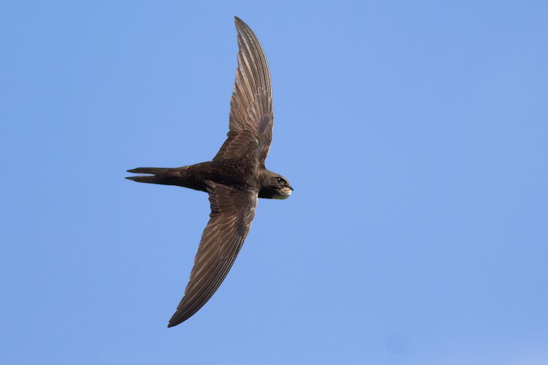 Common Swift / Gierzwaluw