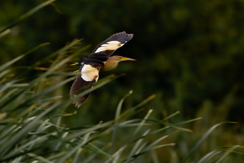 Woudaapje / Little Bittern