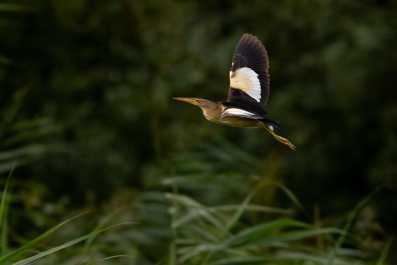 Woudaapje / Little Bittern