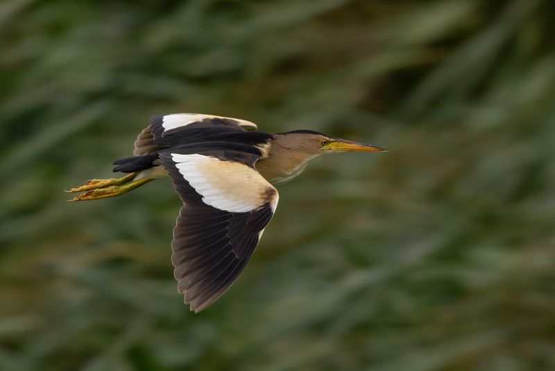 Woudaapje / Little Bittern