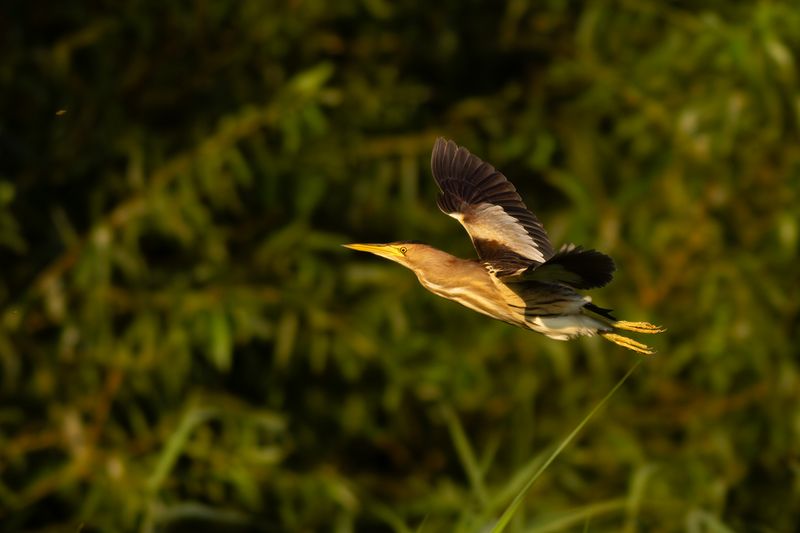 Woudaapje / Little Bittern