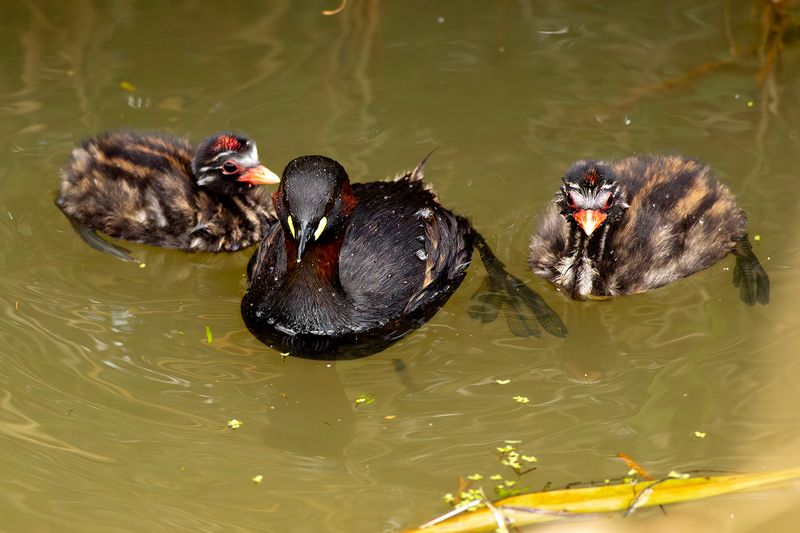 Dodaarzen / Little Grebes