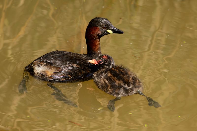 Dodaarzen / Little Grebes