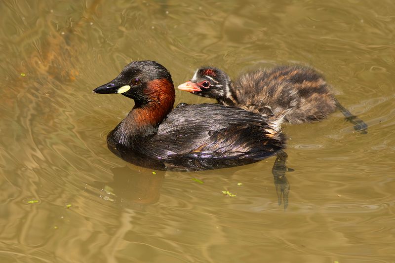 Dodaarzen / Little Grebes