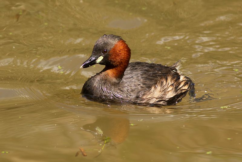 Dodaars / Little Grebe