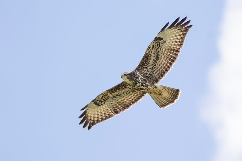 Buizerd / Common Buzzard