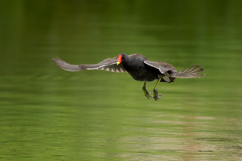 Waterhoen / Common Moorhen