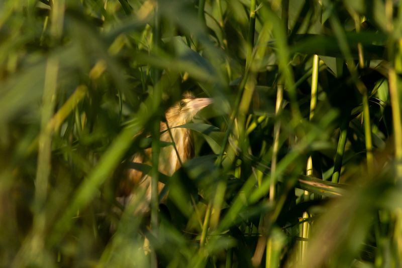Woudaapje/ Little Bittern