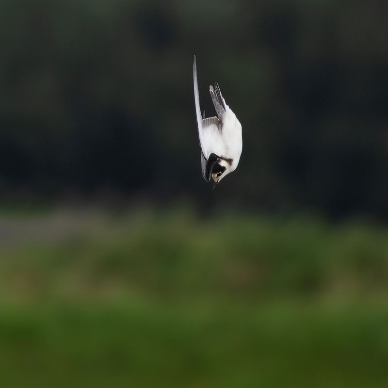 Zwarte Stern / Black Tern