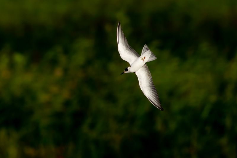 Zwarte Stern / Black Tern