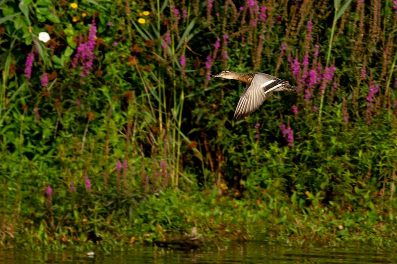 Zomertaling / Garganey