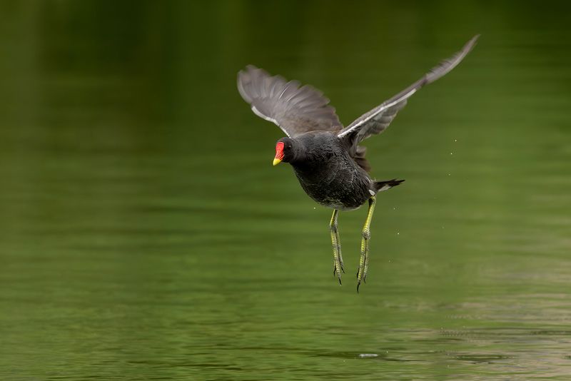 Waterhoen / Common Moorhen