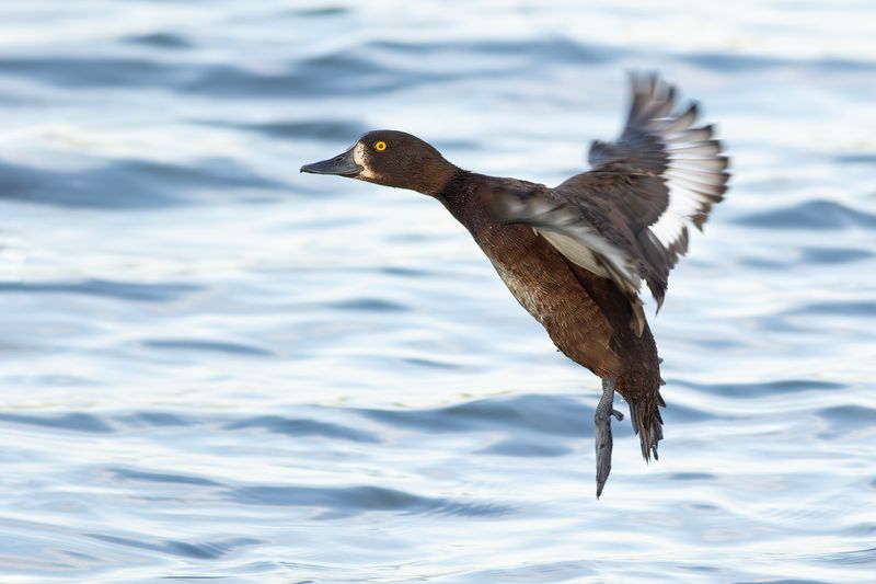 Tufted Duck / Kuifeend