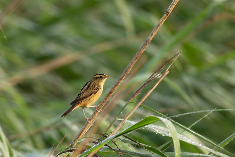 Aquatic Warbler / Waterrietzanger