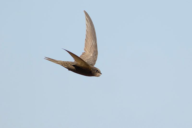 Gierzwaluw / Common Swift