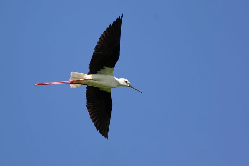 Steltkluut / Black-winged Stilt