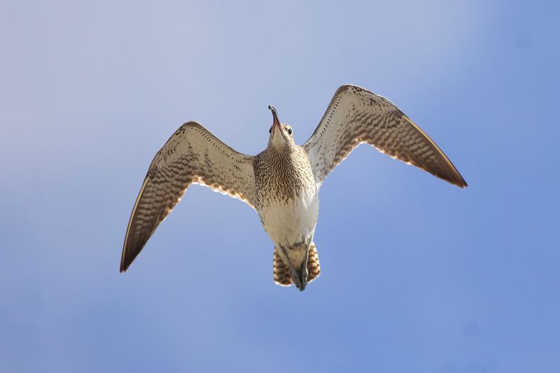 Regenwulp / Eurasian Whimbrel