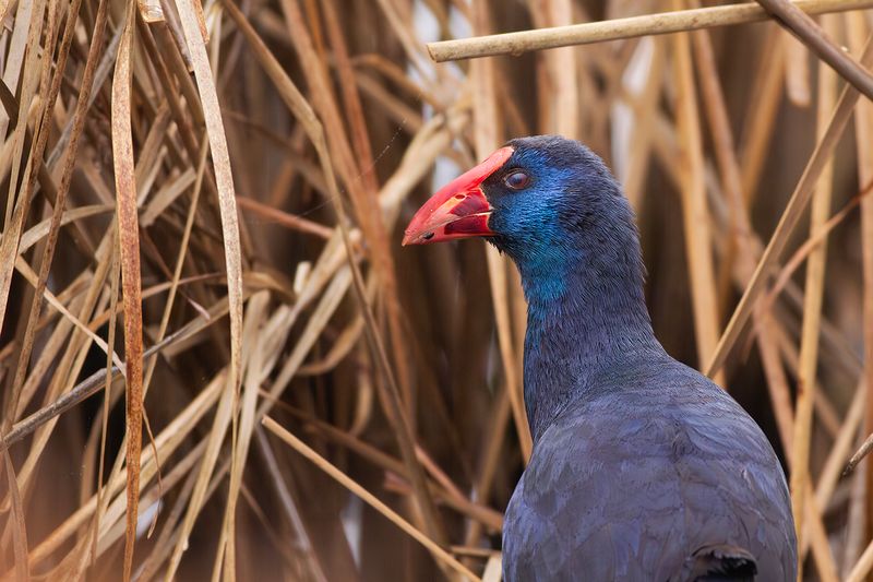 Western Swamphen / Purperkoet