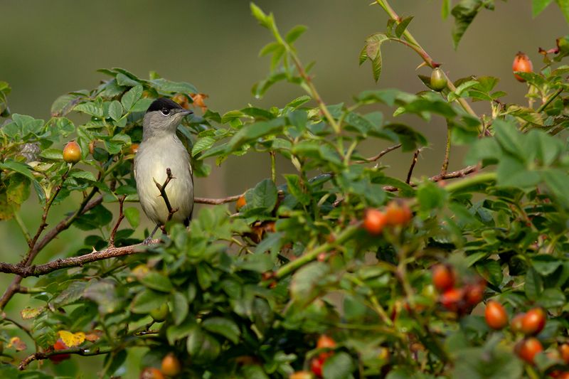 Zwartkop / Blackcap