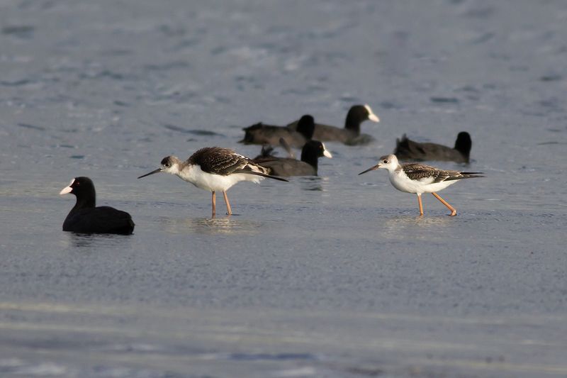 Steltkluut / Black-winged Stilt