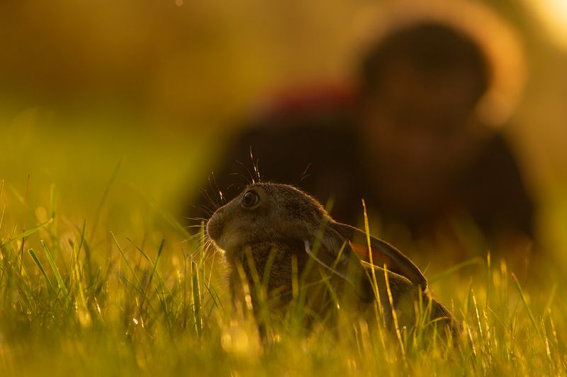 Haas / Brown Hare